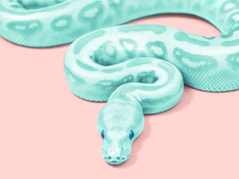 Green snake