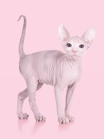 Albino cat