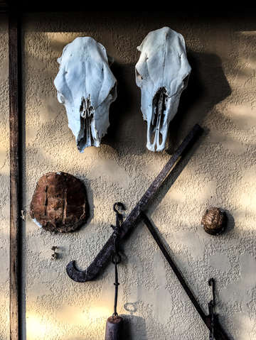 Cow skull