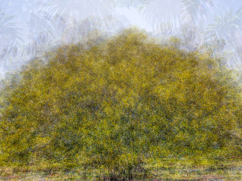 Bay fig