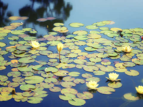 Calm in yellow