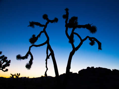 The joshua dance