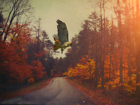 Autumn hawk