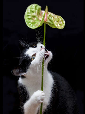 The cat in the studio 1