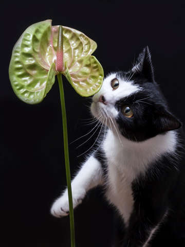 Cat in the studio 2