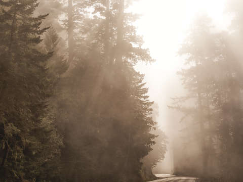 Redwoods In Sepia