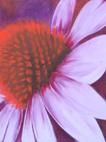 Coneflower
