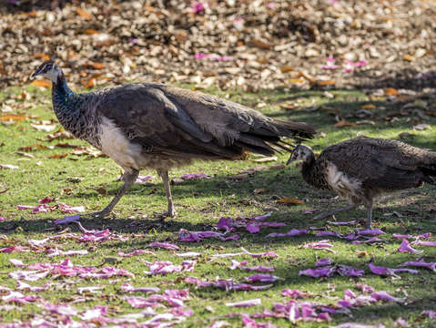 Peacock mom and baby