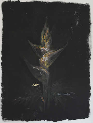 Heleconia in the black 3