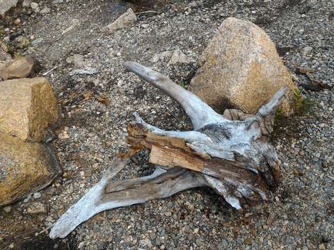 Bones 1