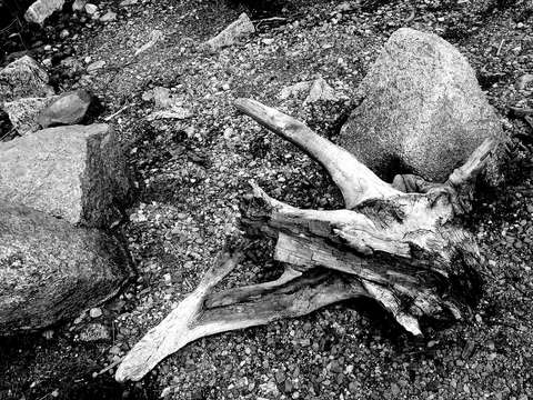 Bones 2