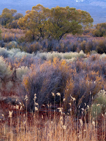 Sierra Garden