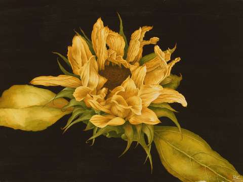 Sunflower with headache