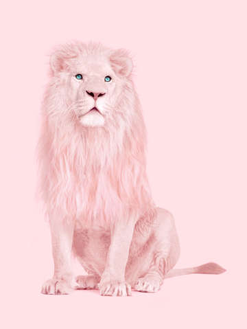 Albino lion