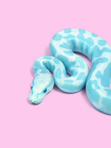Blue snake