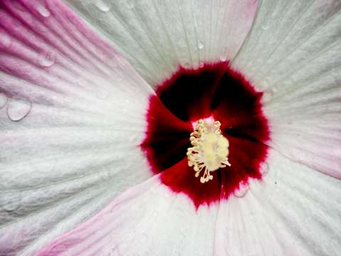 Open Flower