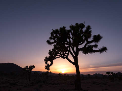 Joshua tree sunset 2
