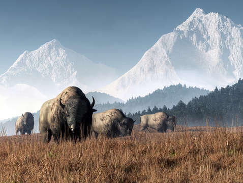 Buffalo grazing