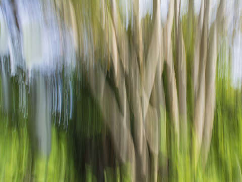 Abstract moving trees 30 background tan blue green
