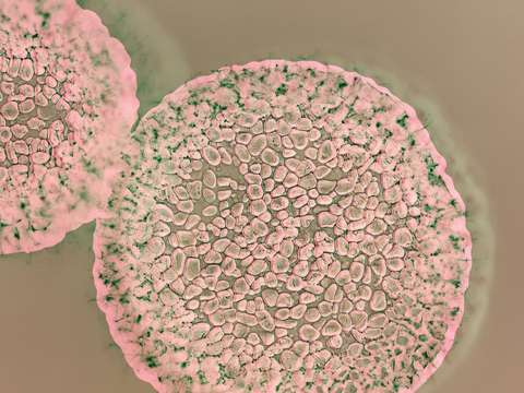 Coscinodiscus grani