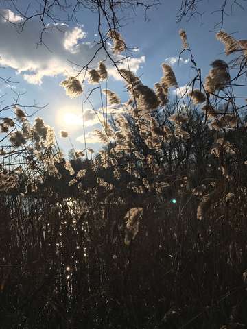 Music in the wind
