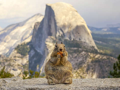 A squirrel and half dome