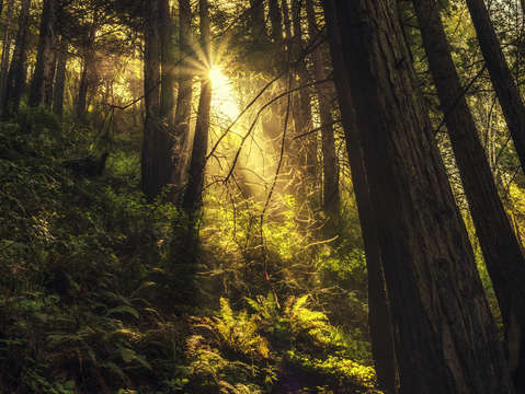Sunbeams