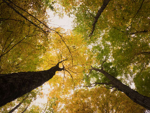 Look up 3