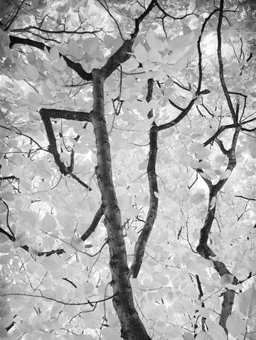 Black and white tree