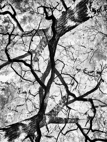 Merged tree