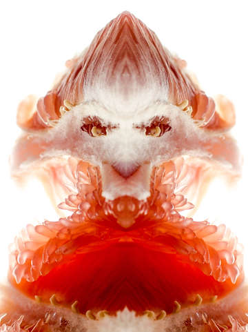 Pomelo tigress i