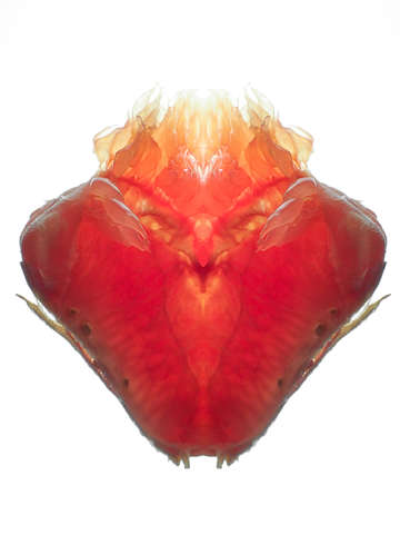 Grapefruit sacred heart i