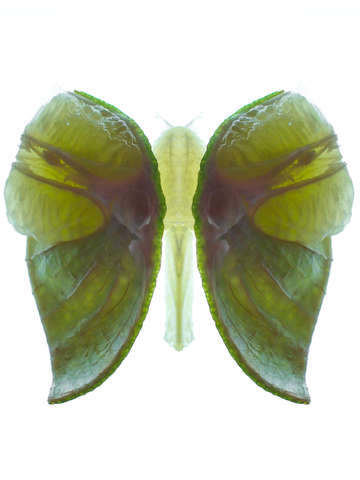 Lime butterfly i