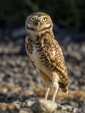 Standing Tall