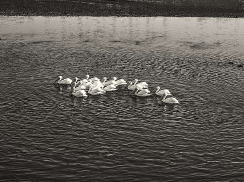 Birds of a feather flock together 2
