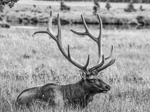 Huge elk in yellowstone