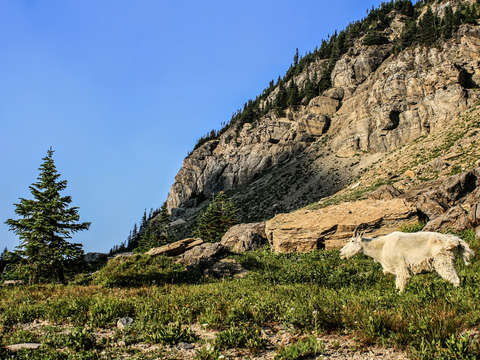 White mountain goat