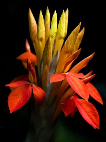 Hawaiian flower