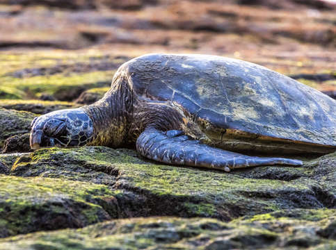 Green sea turtle at sunset
