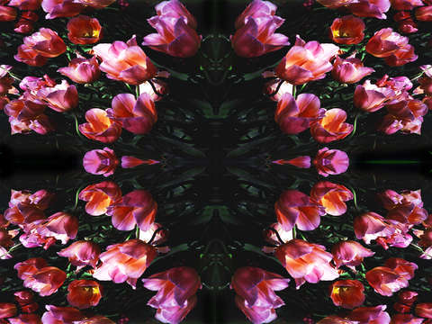 Too many tulips