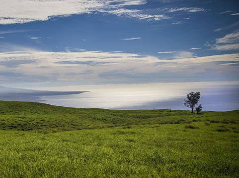 Hawaiian ranch