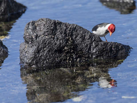 Red crested cardinal