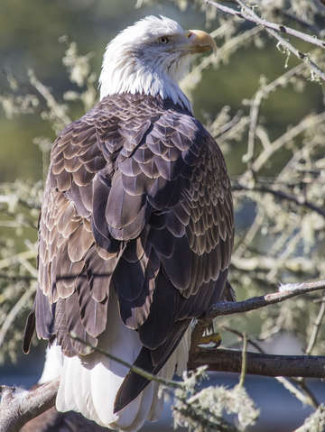 Bald eagle 3