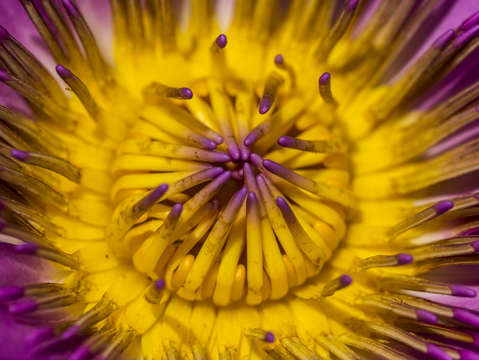 Lotus hidden beauty