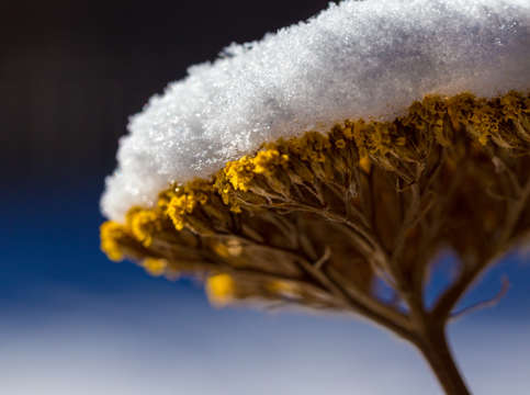 Snow flower