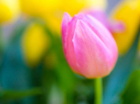 Spring tulip
