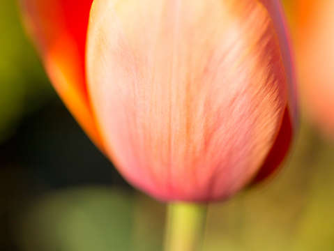 Orange tulip up close