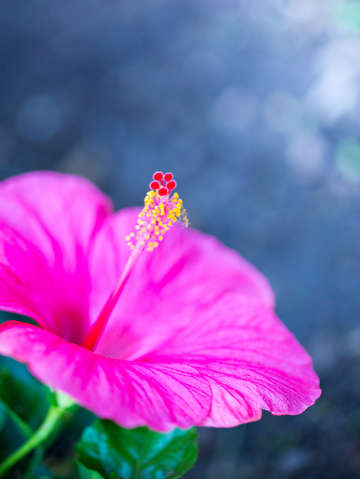 Happy pink hibiscus