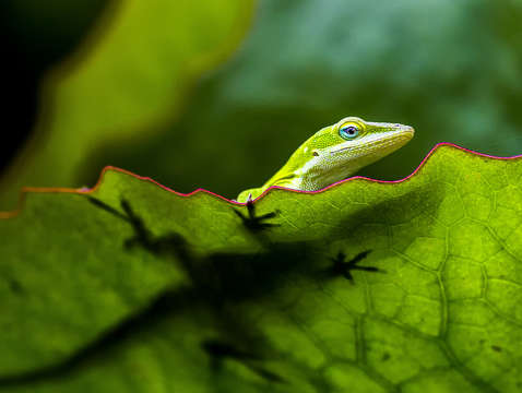 Anole shadow