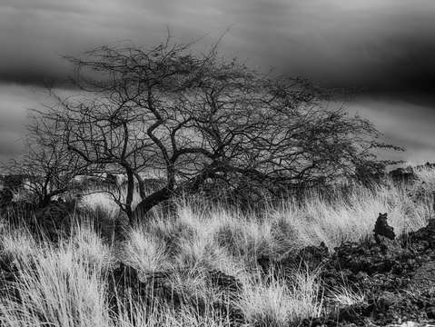 Exponential beauty bw